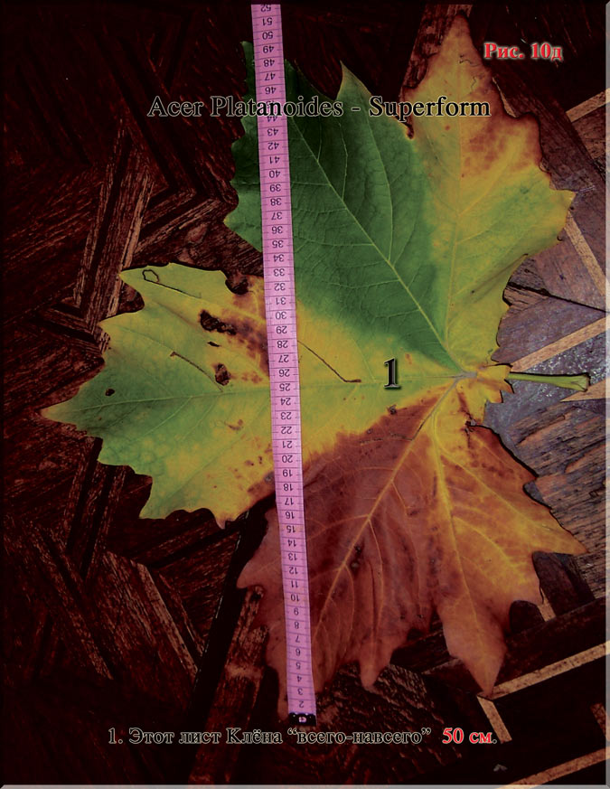 Клён - Acer Platanoides-Superform Рис. 10д