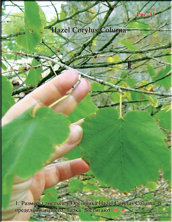 Лесной Орех - Hazel Corylus Colurna Рис. 11
