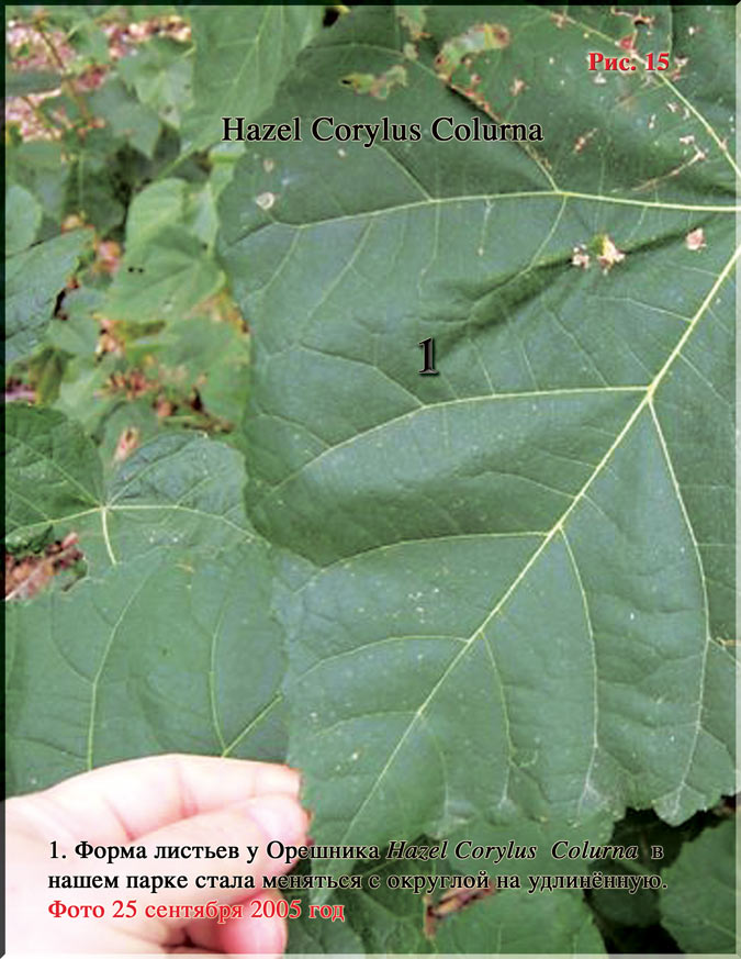 Лесной Орех - Hazel Corylus Colurna Рис. 15