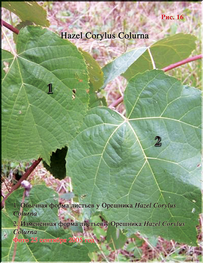 Лесной Орех - Hazel Corylus Colurna Рис. 16