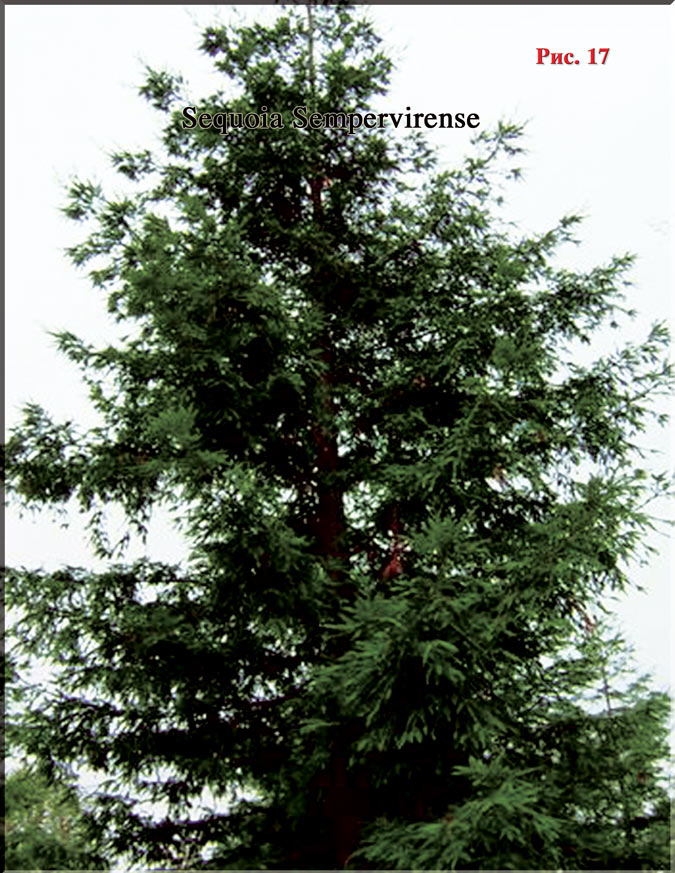 Секвойя - Sequoia Sempervirense Рис. 17