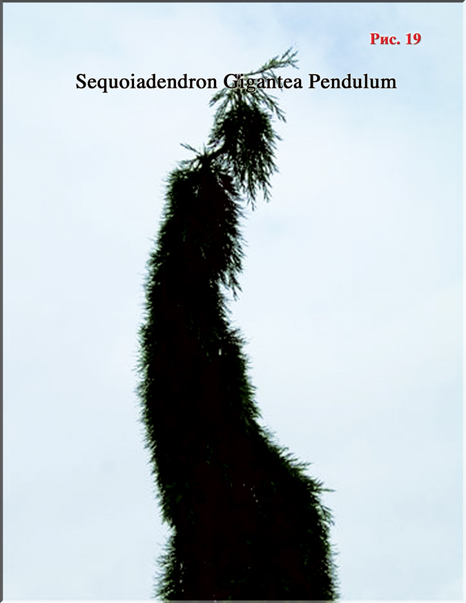 Секвойя - Sequoia Giganteа Pendulum Рис. 19