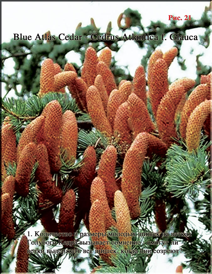 Атлантический Голубой Кедр - Cedrus Atlantica f. Glauca Рис. 21