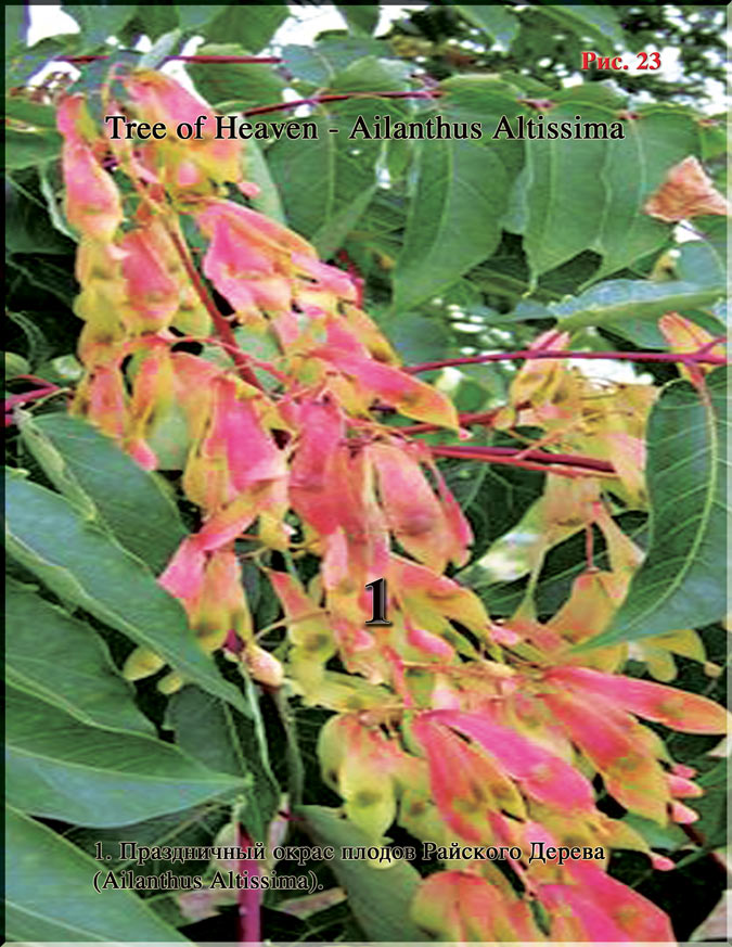 Райское Дерево - Three of Heaven Ailanthus Altissima Рис. 23
