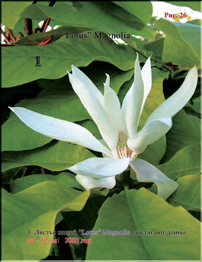 Магнолия «Лотус» - «Lotus» Mаgnolia Рис. 26