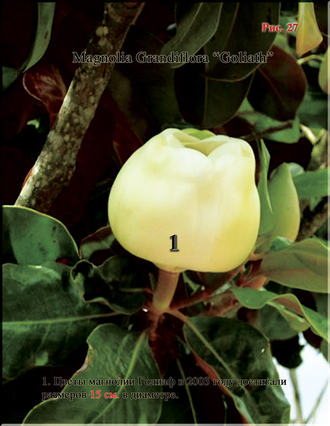 Магнолия «Голиаф» - Magnolia Grandiflora «Goliath» Рис. 27