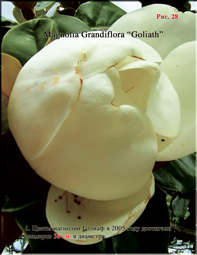 Магнолия «Голиаф» - Magnolia Grandiflora «Goliath» Рис. 28