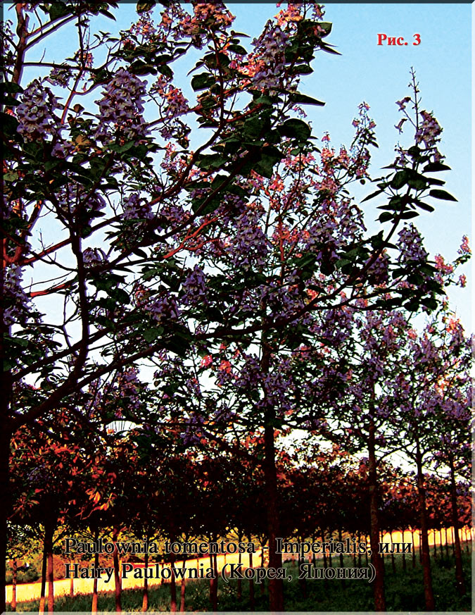 Павлония Имперская - Paulownia Imperialis Рис. 3