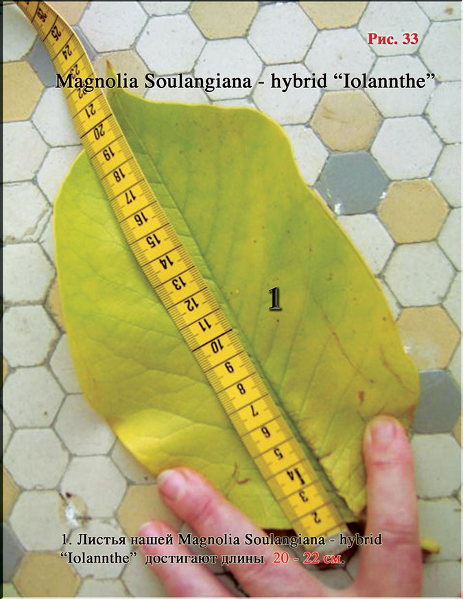 Магнолия «Иоланта» - Magnolia «Iolanthe» Рис. 33