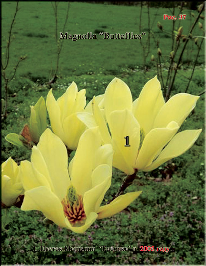 Магнолия «Бабочка» - Magnolia «Butterflies» Рис. 37