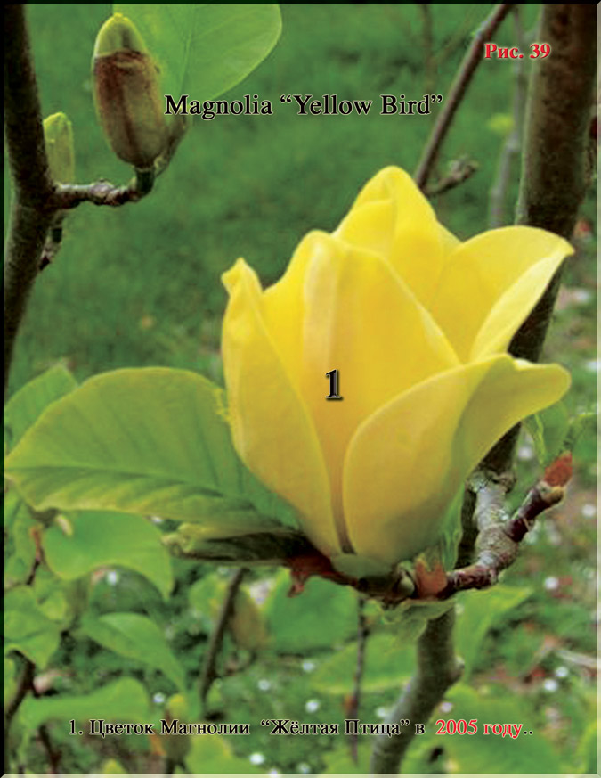 Магнолия «Жёлтая Птица» - Magnolia «Yellow Bird» Рис. 39