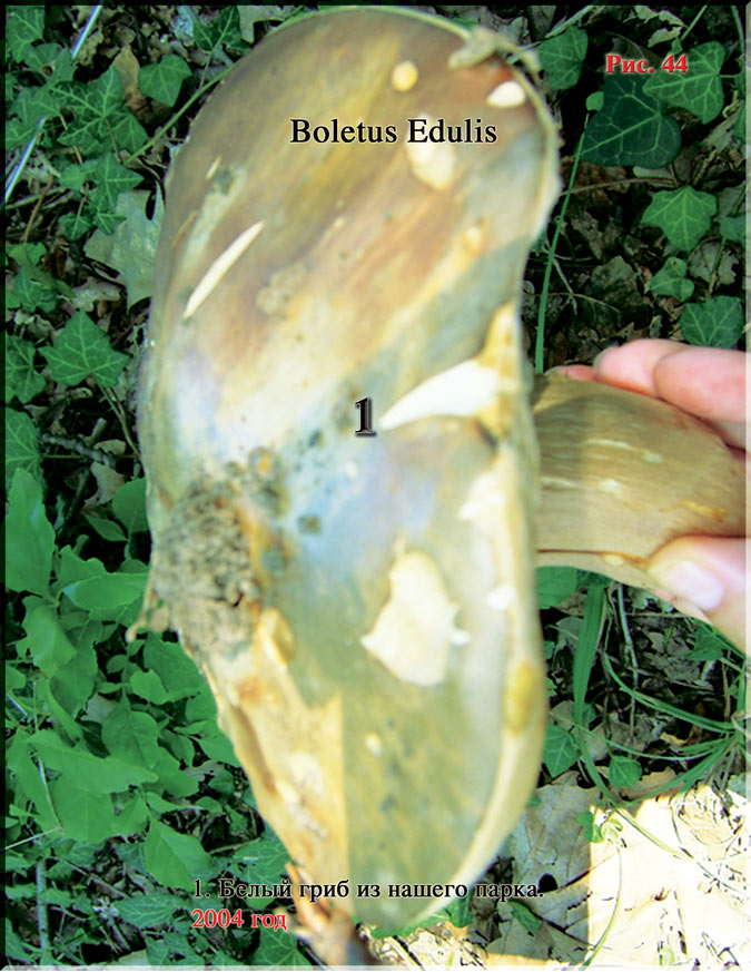 Белый Гриб - Boletus Edulis Рис. 44