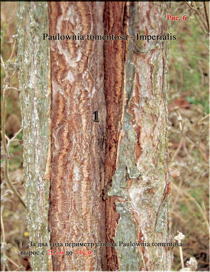Павлония Имперская - Paulownia tomentosa-Imperialis Рис. 6