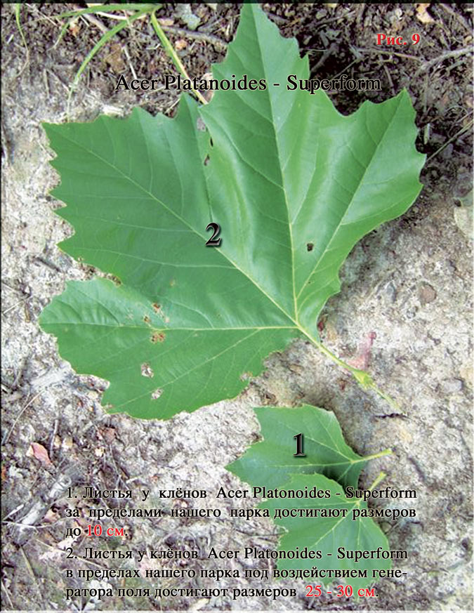 Клён - Acer Platanoides-Superform Рис. 9
