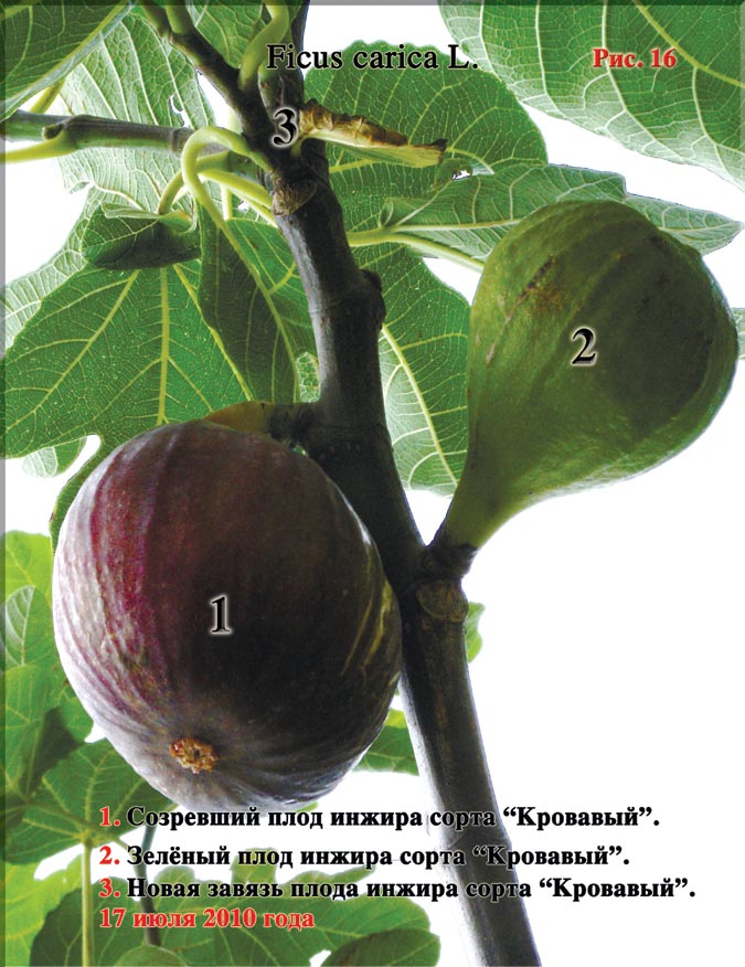 Рис. 16