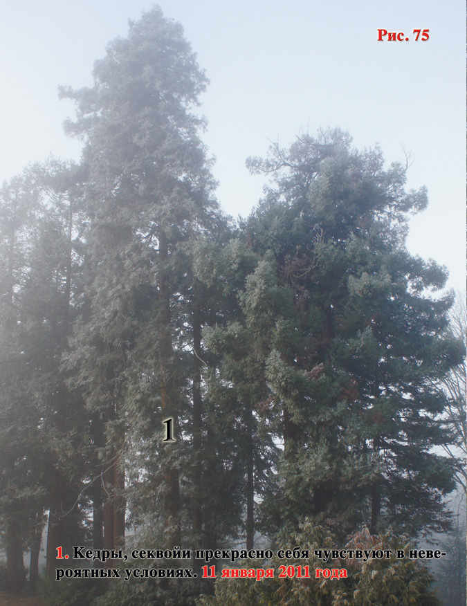 Рис. 75