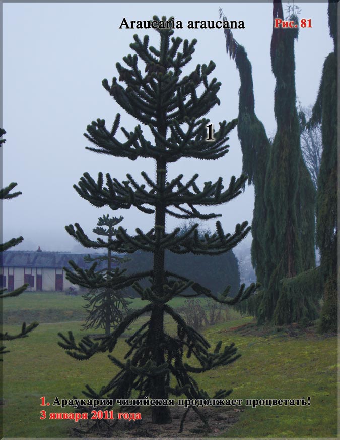 Рис. 81