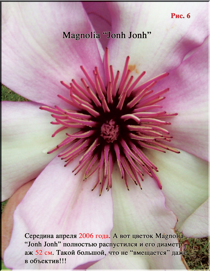 Магнолия Jonh Jonh Рис. 6