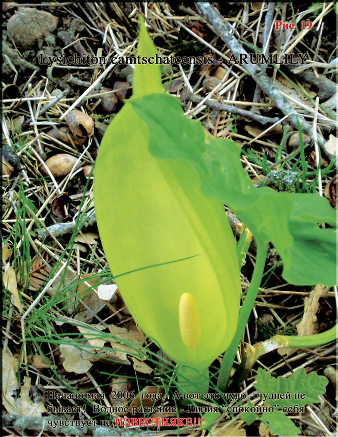 Lysichiton camtschatcensis - ARUMLILY Рис. 19