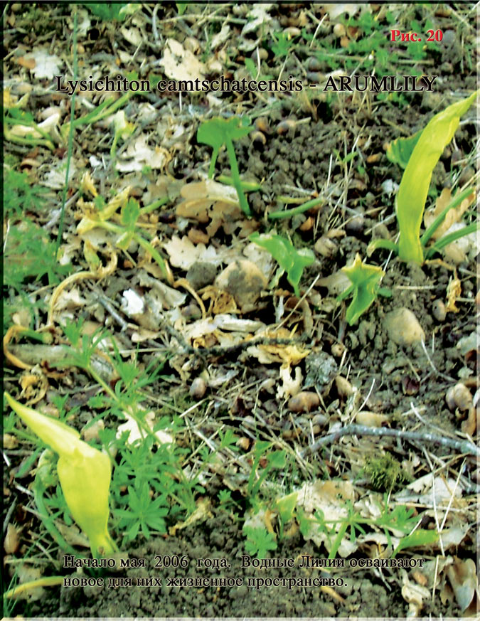 Lysichiton camtschatcensis - ARUMLILY Рис. 20