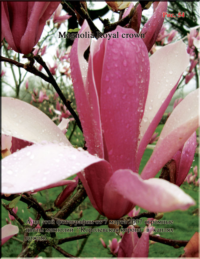 Magnolia Royal crown Рис. 54