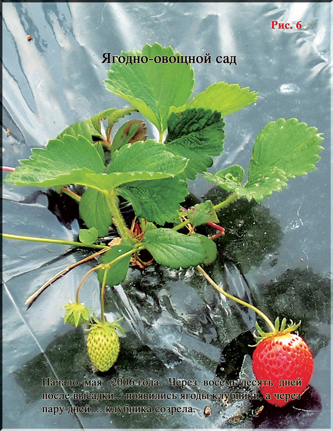 Ягодно-овощной сад Рис. 6