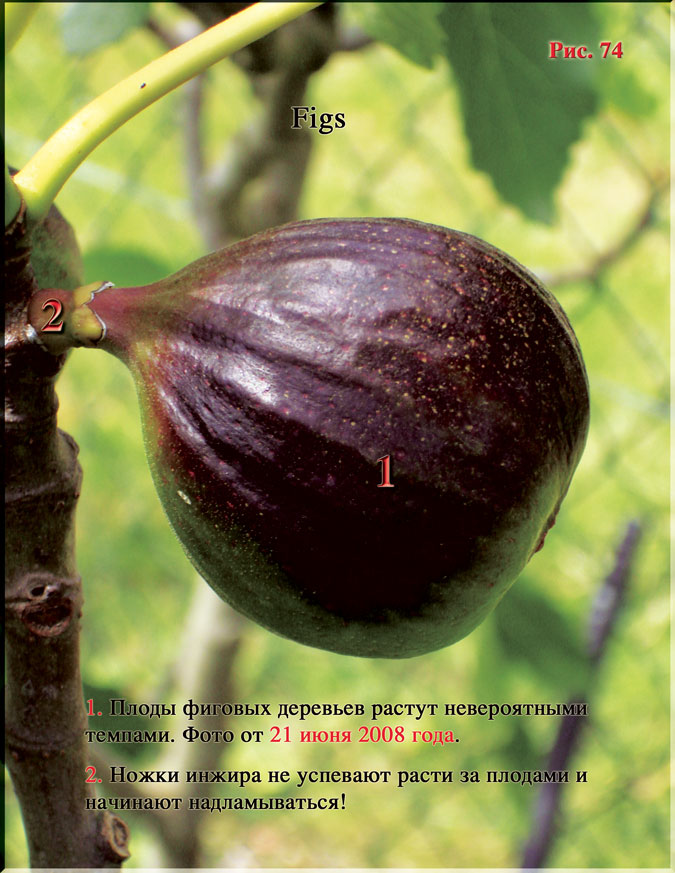 Инжир Рис. 74