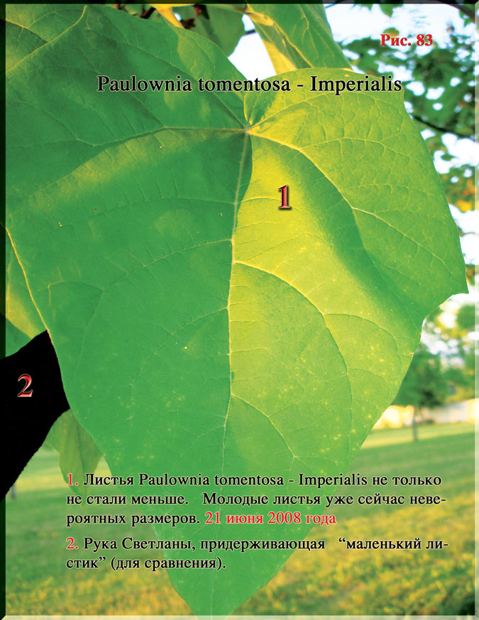 Paulownia tomentosa — Imperialis Рис. 83