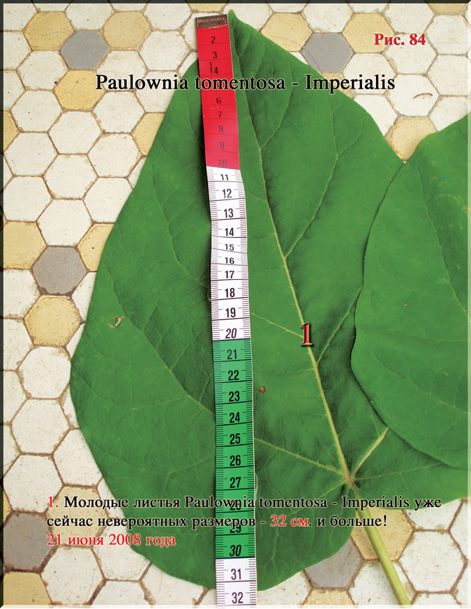Paulownia tomentosa — Imperialis Рис. 84