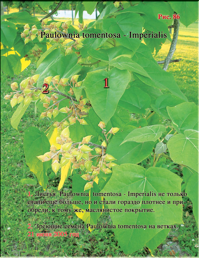 Paulownia tomentosa — Imperialis Рис. 86