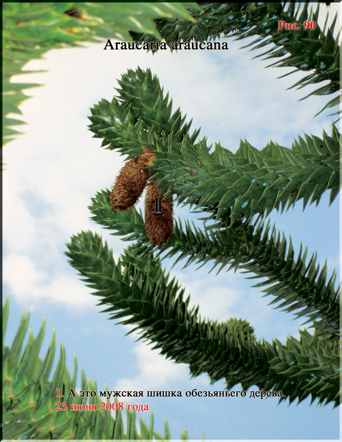 Araucaria araucana Рис. 90