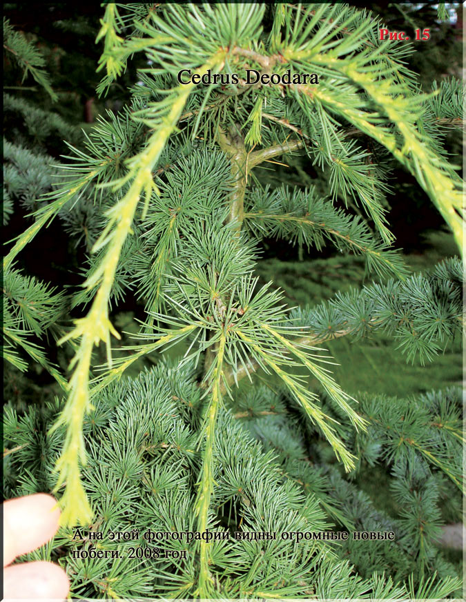 Sequoia Sempervirens - Калифорнийское Красное дерево Рис. 15