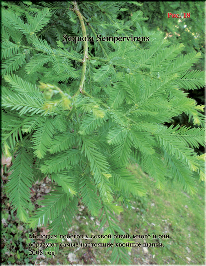 Sequoia Sempervirens - Калифорнийское Красное дерево Рис. 18