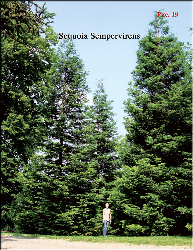 Sequoia Sempervirens - Калифорнийское Красное дерево Рис. 19
