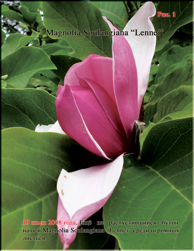 Magnolia Soulangiana «Lennei» Рис. 1