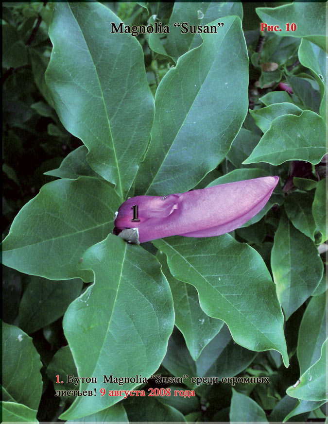 Magnolia «Susan» Рис. 10