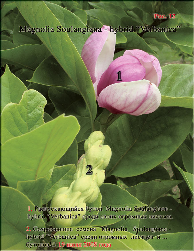 Magnolia «Verbanica» Рис. 12