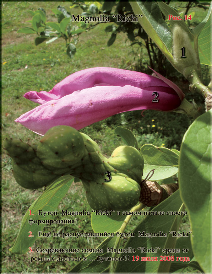 Magnolia «Ricki» Рис. 14