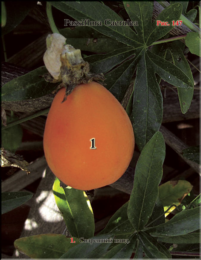 Passiflora Caerulea Рис. 147