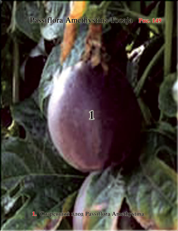 Passiflora Amethystina Рис. 149