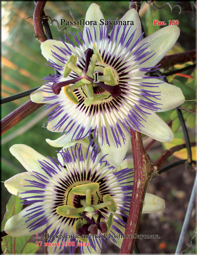 Passiflora Sayonara Рис. 150