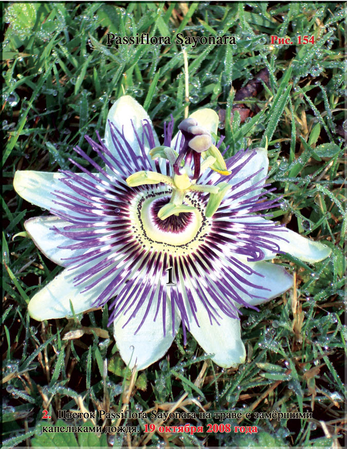 Passiflora Sayonara Рис. 154