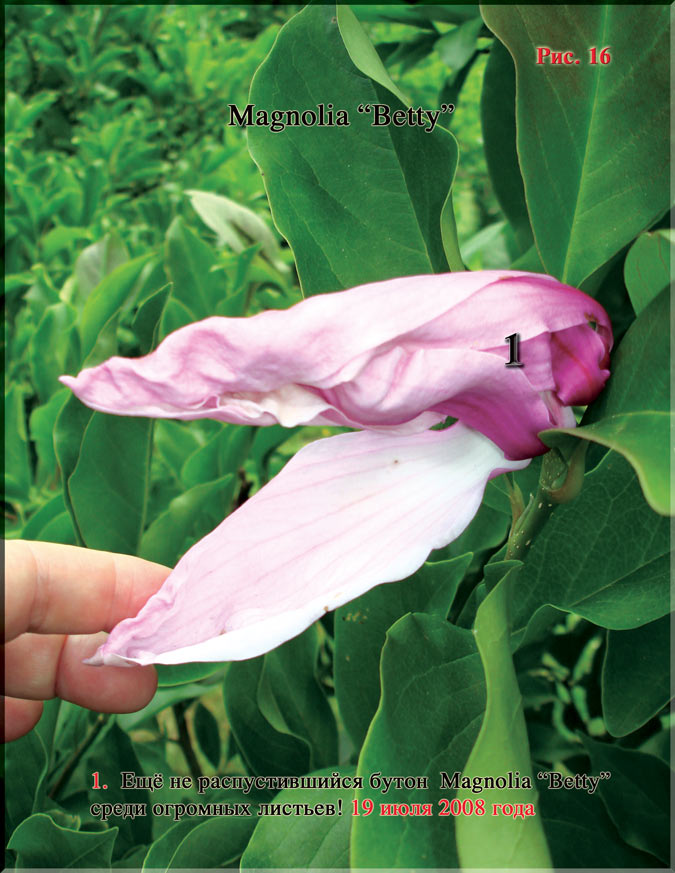 Magnolia «Betty» Рис. 16
