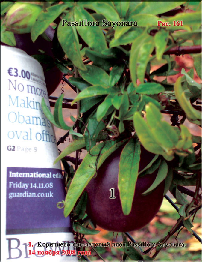 Passiflora Sayonara Рис. 161