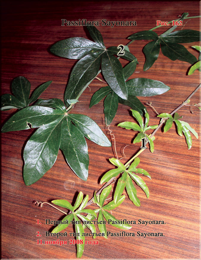 Passiflora Sayonara Рис. 162
