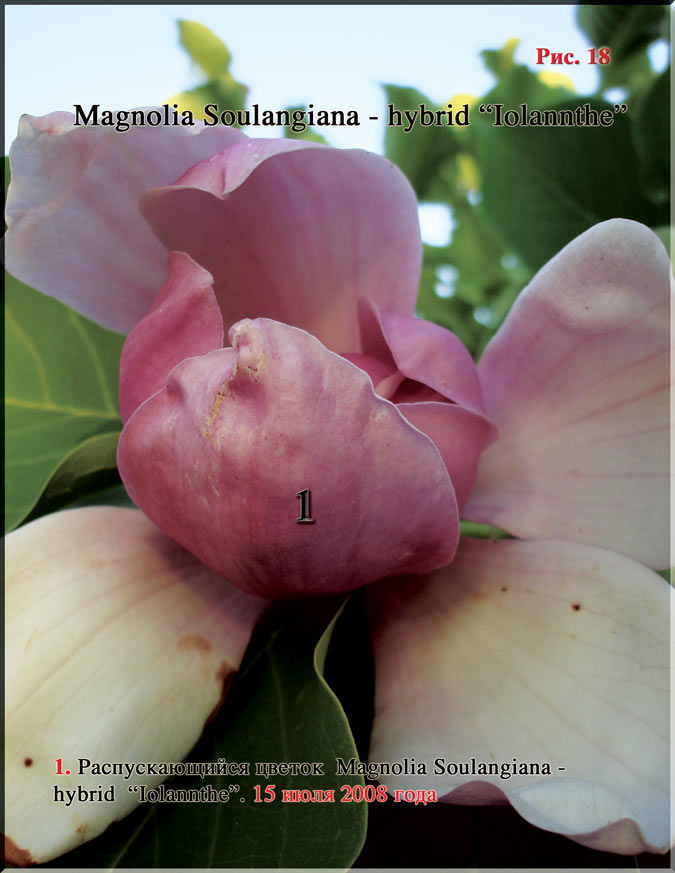 Magnolia Soulangiana – hybrid «Iolannthe» Рис. 18