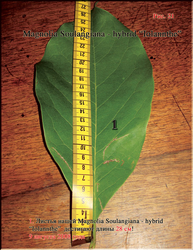 Magnolia Soulangiana – hybrid «Iolannthe» Рис. 21