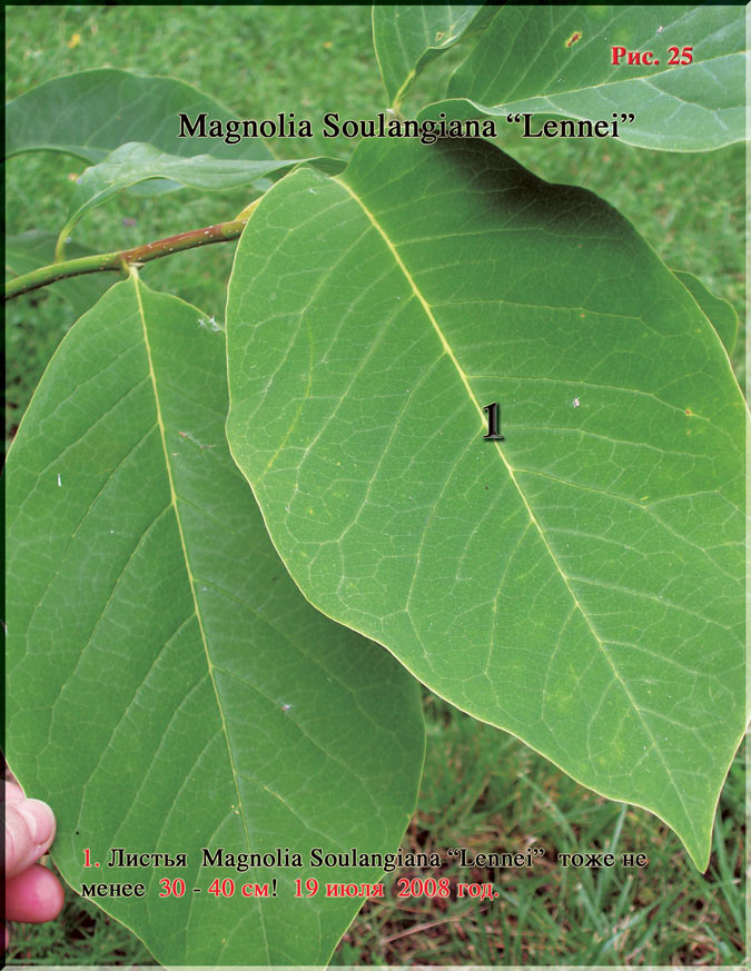 Magnolia Soulangiana «Lennei» Рис. 25