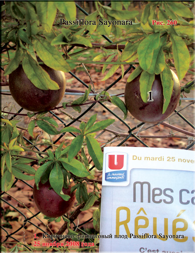 Passiflora Sayonara Рис. 260