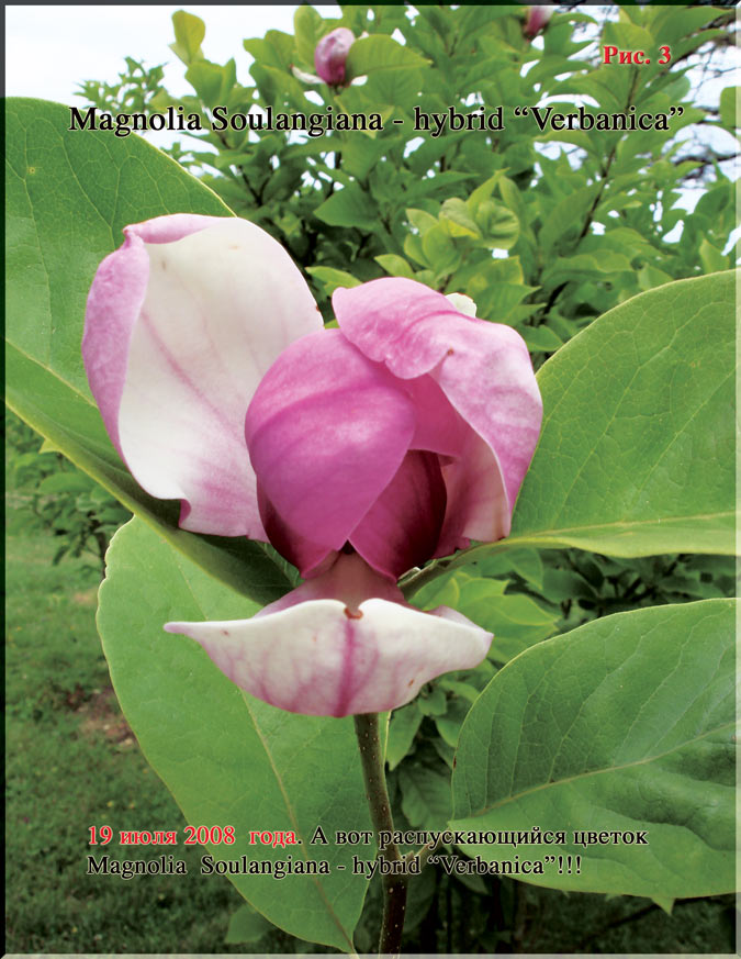 Magnolia Soulangiana — hybrid «Verbanica» Рис. 3